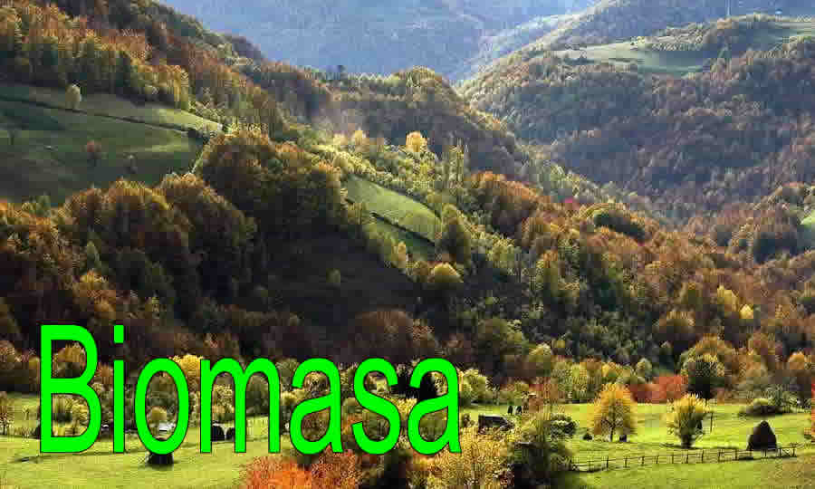 Biomasa